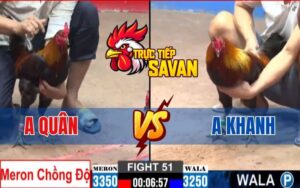 Trận 51 CPC2 Ngày 02/03/2025 - Gà Anh Quân Chồng Độ Khiêu Chiến Anh Khanh
