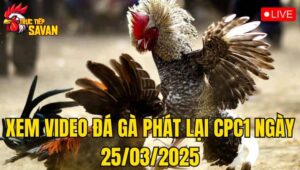 Xem Video Đá Gà Phát Lại CPC1 Ngày 25/03/2025