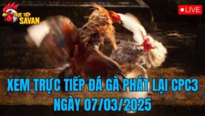 Xem Trực Tiếp Đá Gà Phát Lại CPC3 Ngày 07/03/2025