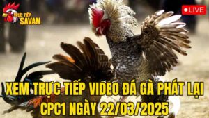 Xem Trực Tiếp Video Đá Gà Phát Lại CPC1 Ngày 22/03/2025