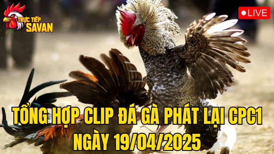Tổng Hợp Clip Đá Gà Phát Lại CPC1 Ngày 19/04/2025