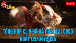 Tổng Hợp Clip Đá Gà Phát Lại CPC3 Ngày 09/04/2025