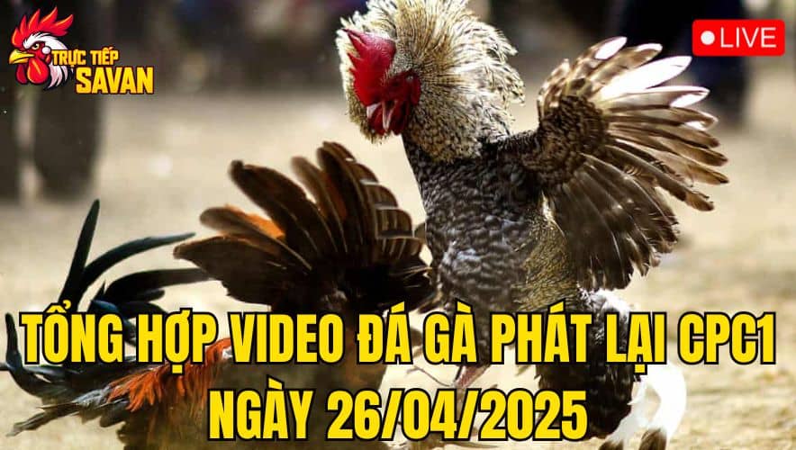 Tổng Hợp Video Đá Gà CPC1 Phát Lại Ngày 26/04/2025