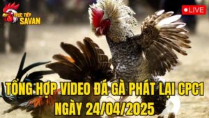 Tổng Hợp Video Đá Gà Phát Lại CPC1 Ngày 24/04/2025
