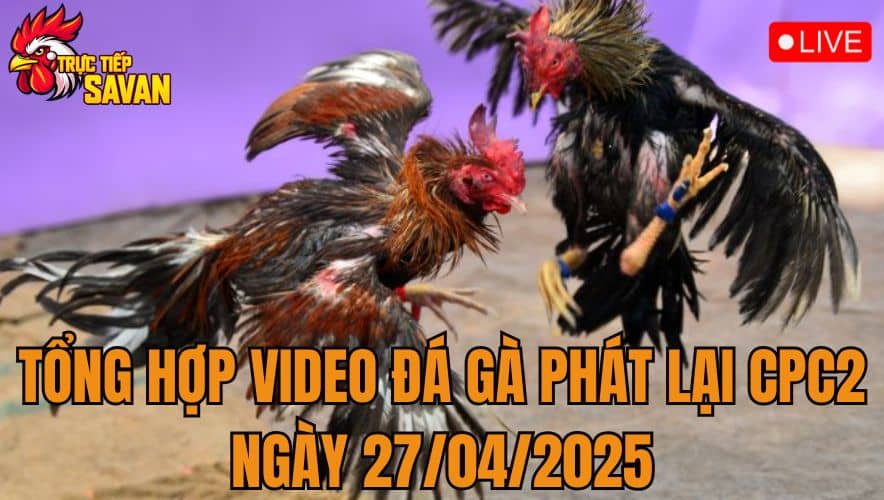 Tổng Hợp Video Đá Gà Phát Lại CPC2 Ngày 27/04/2025