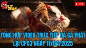 Tổng Hợp Video Trực Tiếp Đá Gà Phát Lại CPC3 Ngày 11/04/2025