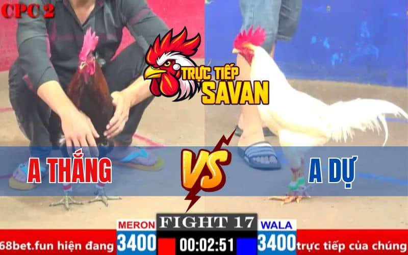 Trận 17 CPC2 Ngày 04/04/2025 – Gà Anh Thắng Dí Đá Ăn 2 Và Cái Kết