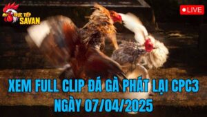 Xem Full Clip Đá Gà Phát Lại CPC3 Ngày 07/04/2025