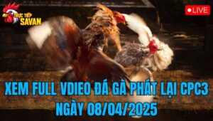 Xem Full Video Đá Gà Phát Lại CPC3 Ngày 08/04/2025