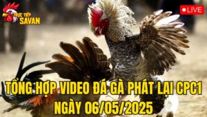Tổng Hợp Video Đá Gà Phát Lại CPC1 Ngày 06/05/2025